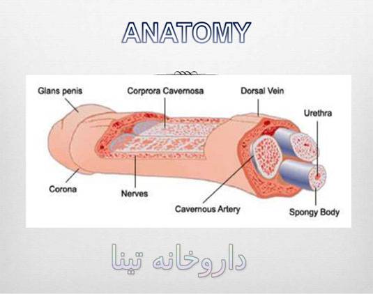 anatomy erection - نعوظ چیست و چگونه نعوظ رخ میدهد؟